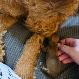 Girl 1 - Red female Irish Terrier puppy in Sagle, Idaho from Jackman's Puppies