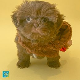 Shih Tzu Puppies from Arizona Sunrise Shih Tzus