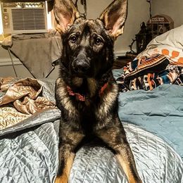 German Shepherds from Mov Kardia