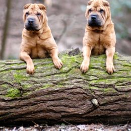 Chinese Shar-Pei Puppies from Willo Shar-Pei