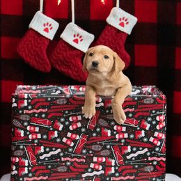 Labrador Retriever Puppies from Sun Ridge Labradors