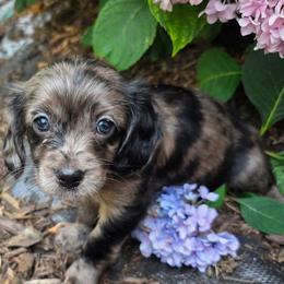 FunFetti - Merle male Cavapoo puppy in Lewisburg, Pennsylvania from Jessie's Puppies