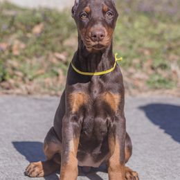Doberman Pinscher and Labrador Retriever Puppies from GFDutton Retrievers & Dalla Grazia Dobermans