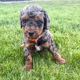 Cooper - Merle male Goldendoodle puppy in Spokane, Washington from Goldendoodles on the Prairie