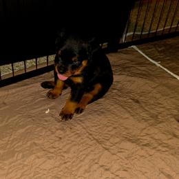 Little Boo Blue - Black and mahogany female Rottweiler puppy in Greenville, Georgia from Rottbies