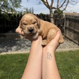 Blue Boy - Golden male Golden Retriever puppy in Hanford, California from Smith Family Goldens