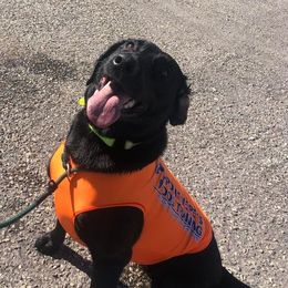 Labrador Retriever All Grown Up from Bourbon Creek Retrievers