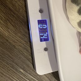 Boy 2 - French Bulldog puppy in Covington, Georgia from Crooked C Ranch