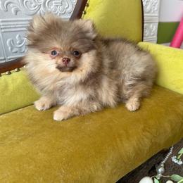 Madeline - Lavender female Pomeranian puppy in Macon, Georgia from Pomflower Pomeranians