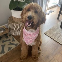 Goldendoodles from Royal Goldendoodles