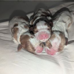 Cupid - Blenheim female Cavalier King Charles Spaniel puppy in Seymour, Missouri from Painted Blessing's AKC Cavaliers LLC