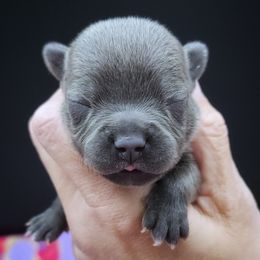 Cinnamon - Blue female Staffordshire Bull Terrier puppy in Dallas, Texas from Wild Blue Staffords