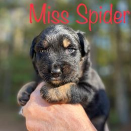 Miss Spider - Black tri-color female Australian Shepherd puppy in Tallapoosa, Georgia from Foxhaven Farms Aussies
