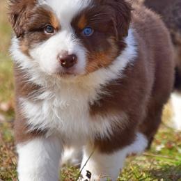 Australian Shepherd and Chihuahua Puppies from RockyTop Hearts