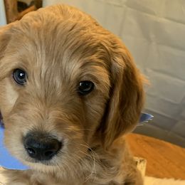 Light Blue Boy - Goldendoodle puppy in Marionville, Missouri from Wright Ranch Doodles