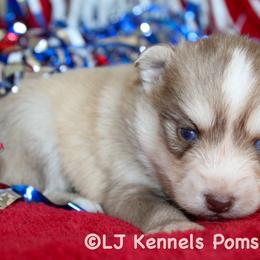 Flip Flop - Red and white male Pomsky puppy in Centerville, Iowa from LJ Kennels Pomskies, LLC
