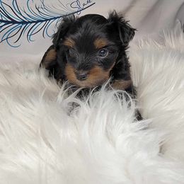 Boy 3 - Black and tan male Yorkshire Terrier puppy in Perry, Florida from Lanes-Scraps