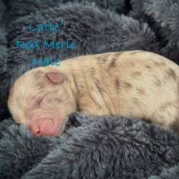 Latte' - Red merle male Aussiedoodle puppy in Mulino, Oregon from Korbella Farm