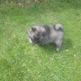 Keeshond Puppies from Hocking Hills Keeshonds
