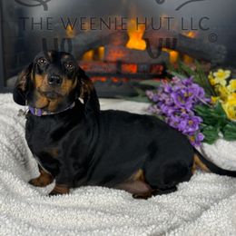 Mae - Dachshund