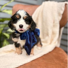 Sydney - Tri-color female Bernedoodle puppy in Buda, Illinois from Hamilton Farm Doodles