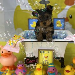 Yorkshire Terriers from Sandy's Yorkshire Terriers