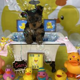 Yorkshire Terriers from Sandy's Yorkshire Terriers