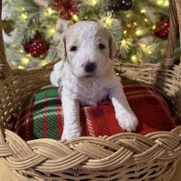 Cupet - Parti female Goldendoodle puppy in Indian Mound, Tennessee from Dana Walters