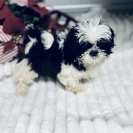 AKC Kash - Black and white male Shih Tzu puppy in Elgin, South Carolina from Silver Bells Paw Prints