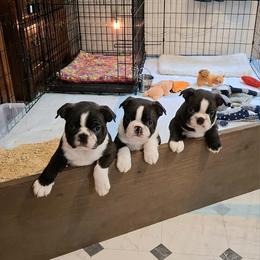 Boston Terrier puppies from Aim High Kennels