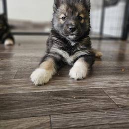 Siberian Husky Puppies from Anime Huskies