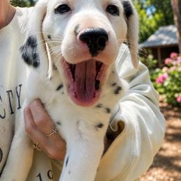 Amethyst - White and black female Dalmatian puppy in Bremen, Georgia from Clark’s Dalmatians