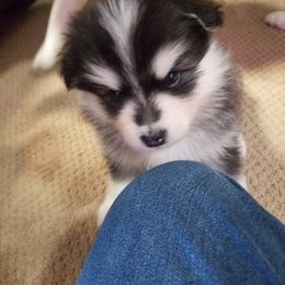Pomsky Puppies from S and S Pomskies