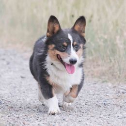 Koda - Pembroke Welsh Corgi