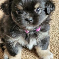 Tibetan Spaniel Puppies from Trillium Tibetan Spaniels