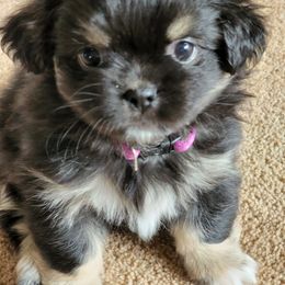 Tibetan Spaniel Puppies from Trillium Tibetan Spaniels