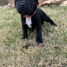 Staffordshire Bull Terrier Puppies from WEAT Pack