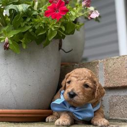 Magna - Apricot male Goldendoodle puppy in Camden, North Carolina from Oopsie Doodles of NC