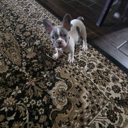 Bullseye - White male French Bulldog puppy in Avondale, Arizona from Montes House of  Frenchies