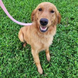 Jolene - Golden Retriever