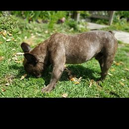 JACKSON - French Bulldog