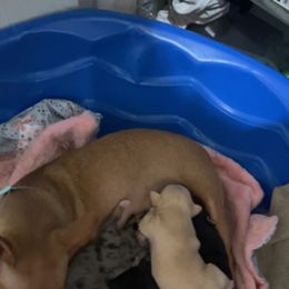 Chihuahua Puppies from Grandbaby Chihuahuas