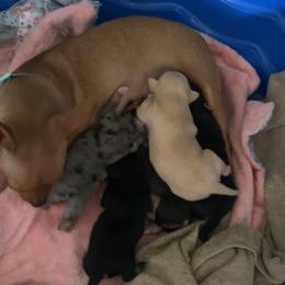 Chihuahua Puppies from Grandbaby Chihuahuas