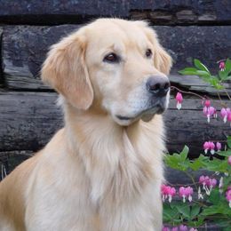 Golden Retrievers from HiCountry Goldens