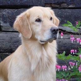 Golden Retrievers from HiCountry Goldens