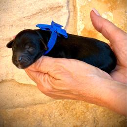 Bolt - Black and white male Aussiedoodle puppy in Midlothian, Texas from Gray Doodles