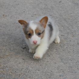 Merle - Blue merle and white male American Corgi puppy in Leighton, Alabama from Bar P Livestock Corgis