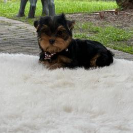Aurora - Black and gold female Yorkshire Terrier puppy in Florida from 🤎 Dreaming Puppies 🐶