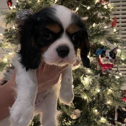 Cavalier King Charles Spaniel Puppies from Ridgefield Cavaliers