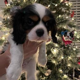 Cavalier King Charles Spaniel Puppies from Ridgefield Cavaliers